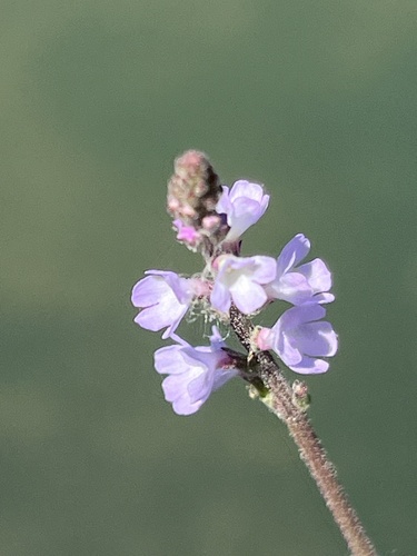 Common vervain