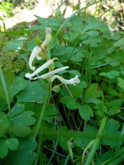 Corydalis triternata