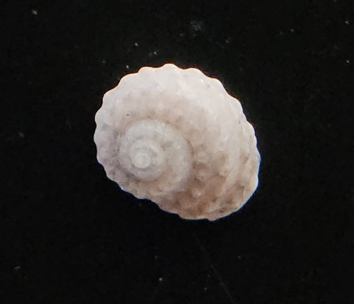 Pseudoliotia micans observed 2026-06-05
