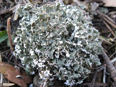 Cladonia symphycarpa
