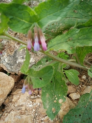 Symphytum brachycalyx