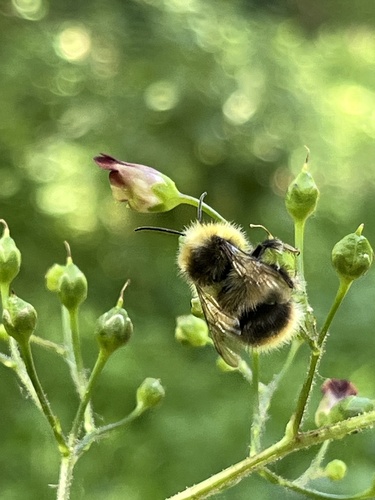 Early Bumble Bee