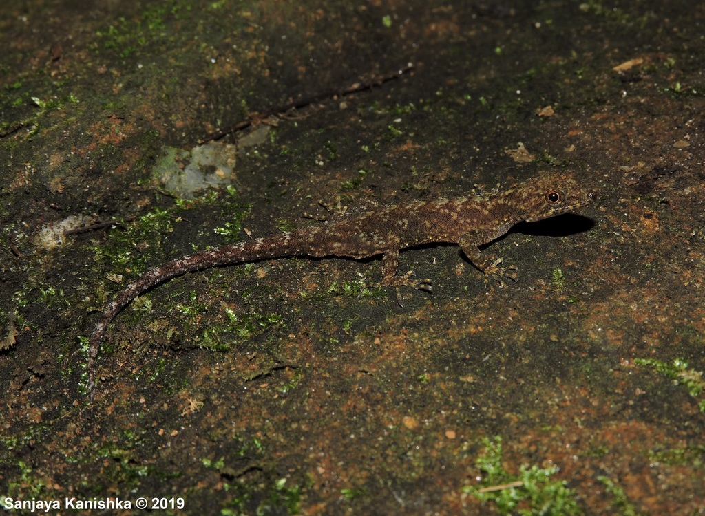 Butewes' Day Gecko