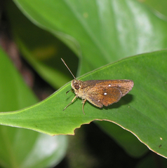 Iambrix salsala salsala