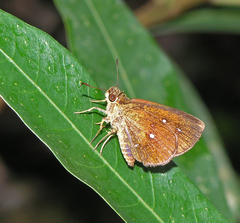 Iambrix salsala salsala