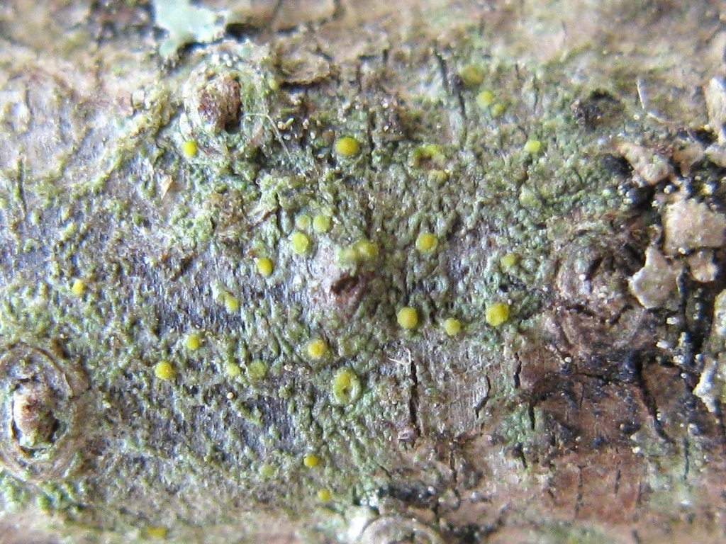 Cliostomum vitellinum