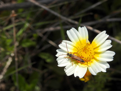Stenopterus mauritanicus
