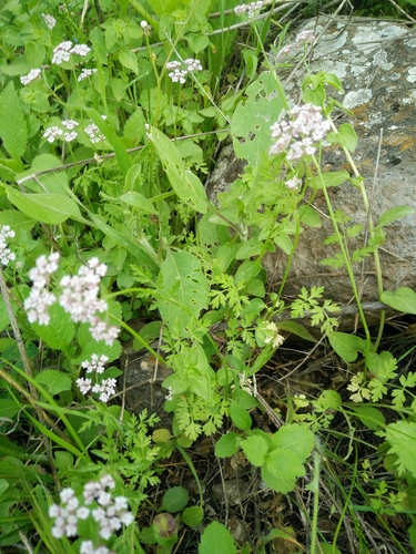 Torilis trichosperma (L.) Spreng.