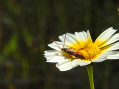 Stenopterus mauritanicus