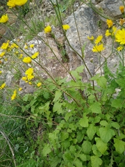 Crepis hierosolymitana