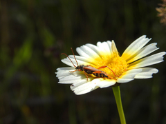 Stenopterus mauritanicus