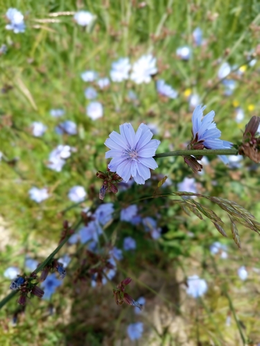 chicory