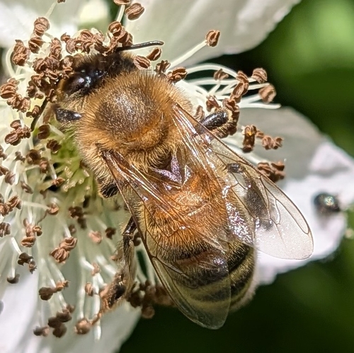 Western Honey Bee