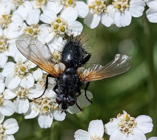 Zophomyia temula