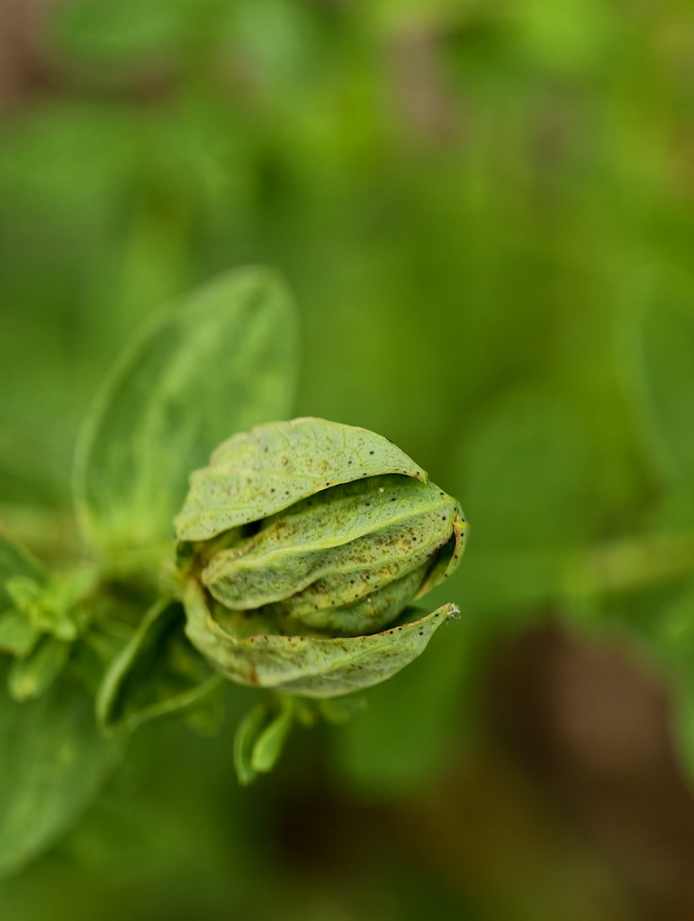 Aphis chloris