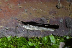 Orocrambus cyclopicus