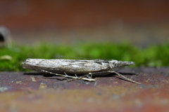 Orocrambus cyclopicus