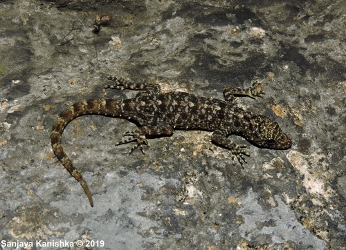 Cnemaspis kohukumburai
