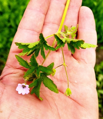 Geranium divaricatum, photograph 2
