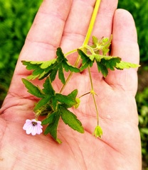 Geranium divaricatum, photograph (c) Юрий Данилевский (Yuriy Danilevsky), some rights reserved (CC BY)