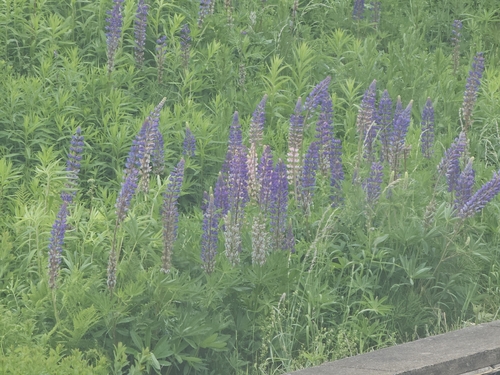 Large-leaved lupine