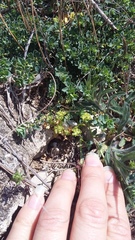 Andrachne telephioides