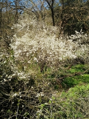 Prunus ursina