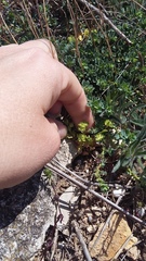 Andrachne telephioides