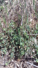 Andrachne telephioides