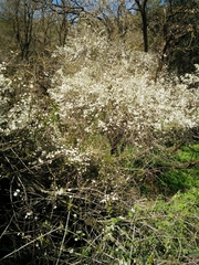 Prunus ursina