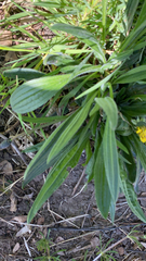 Plantago lanceolata