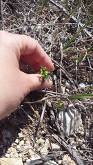 Euphorbia taurinensis