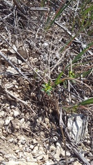 Euphorbia taurinensis