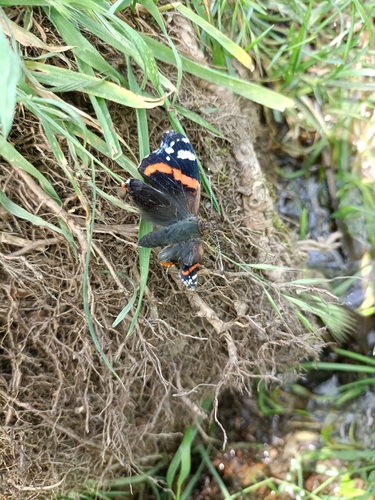 Red Admiral