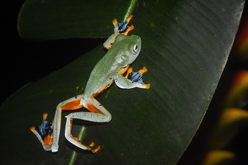 Rhacophorus reinwardtii, 2026-05-08