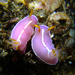 Hypselodoris shimodaensis - Photo (c) crawl_ray, some rights reserved (CC BY-NC), uploaded by crawl_ray