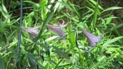 Lilium japonicum, photograph (c) yajapin, some rights reserved (CC BY)
