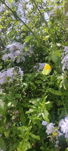 Cleopatra Butterfly