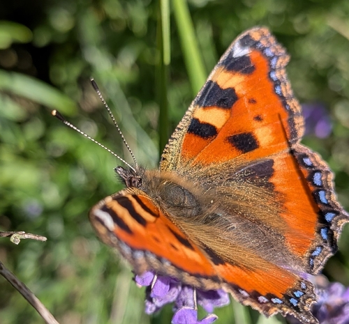 Small Tortoiseshell