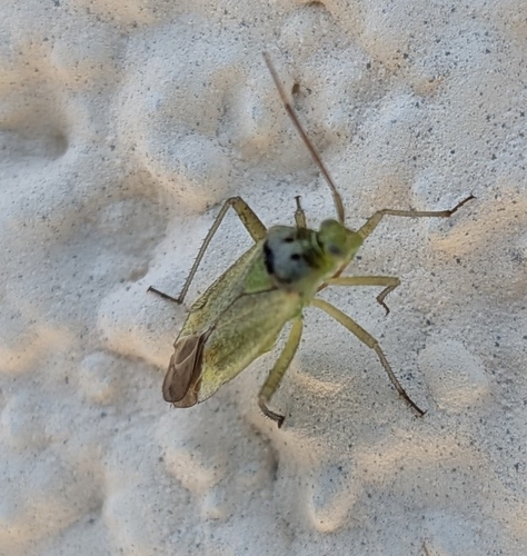 Potato Mirid
