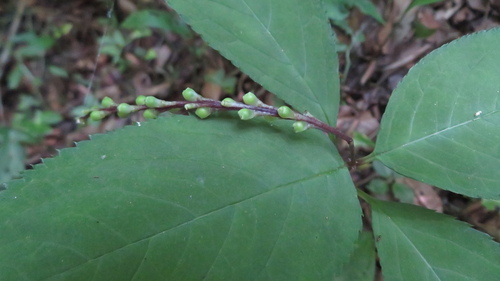 Chloranthus serratus, photograph 6
