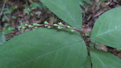 Chloranthus serratus, photograph (c) yajapin, some rights reserved (CC BY)