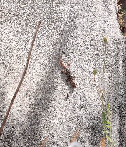 Moorish Gecko