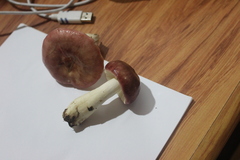 Russula nitida