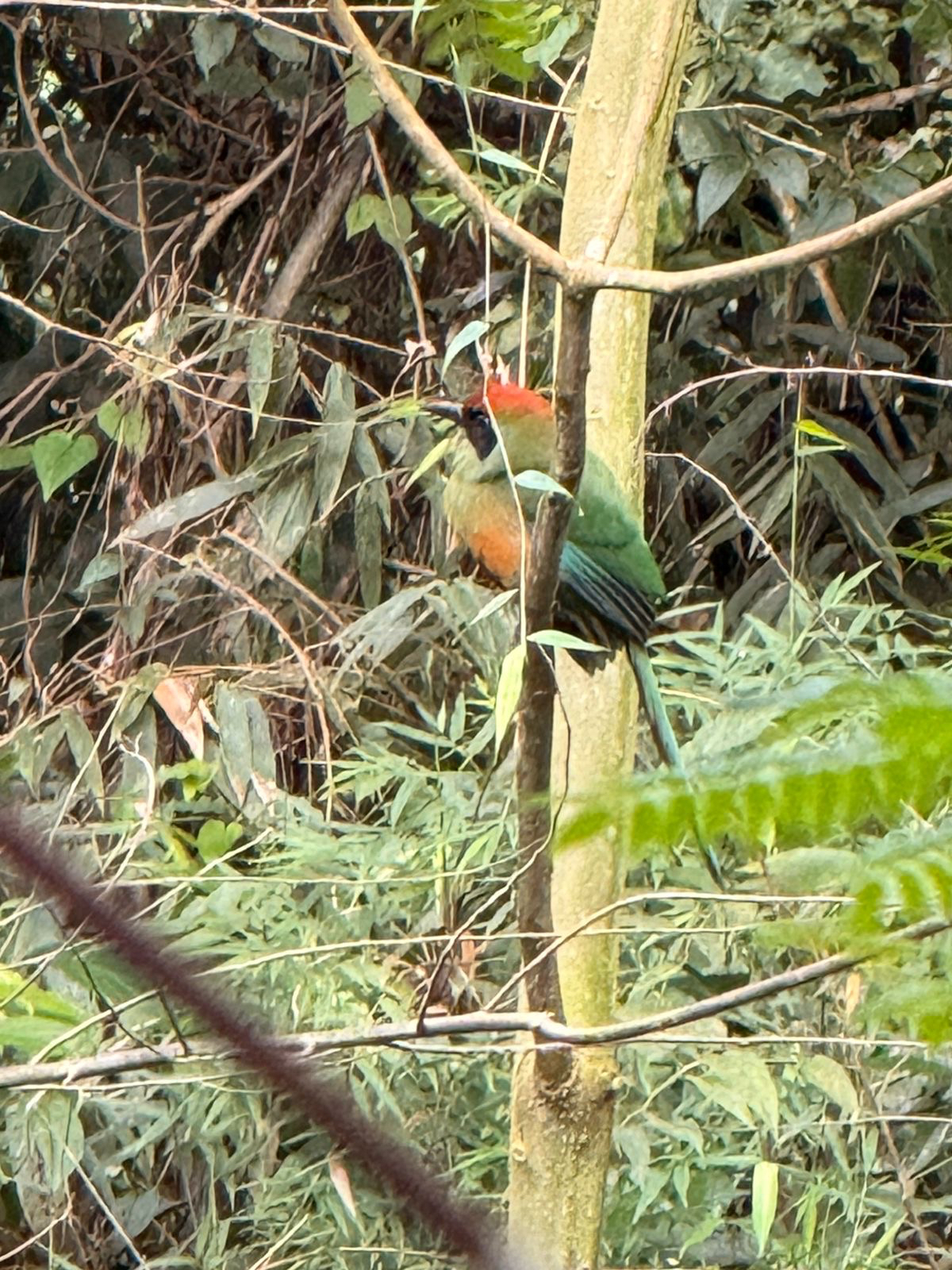 Rufous-capped Motmot (Baryphthengus ruficapillus), photo 9