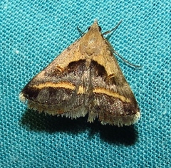 Acantholipes