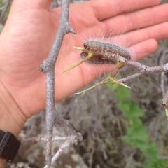 Thaumetopoea solitaria