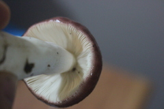 Russula nitida