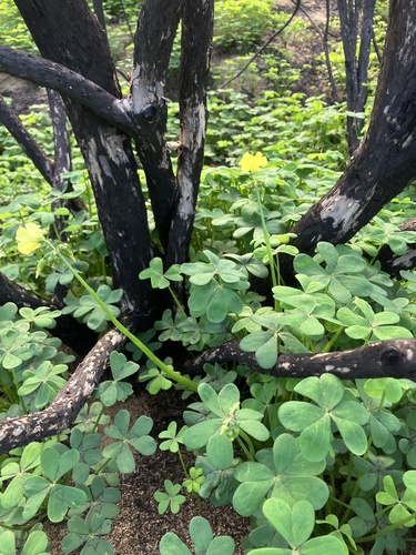 Bermuda buttercup