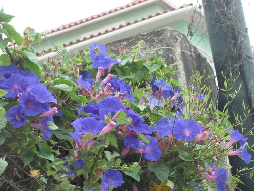 Ipomoea indica